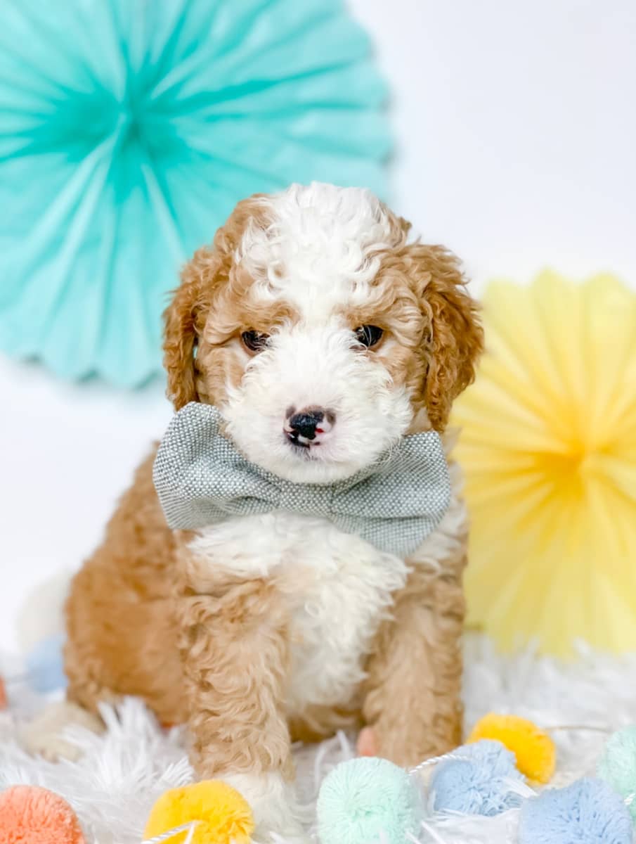 Adorable doodle puppy with bowtie