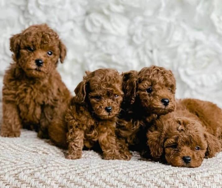 Our Doodle Puppies