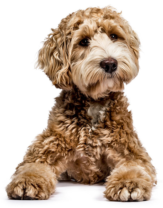 Poodle Dog